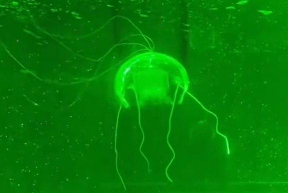 大财配资 “水下幽灵”问世 西工大研制透明仿生水母机器人